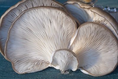 Mushroom Sites